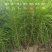马尾松松树油松绿化树苗基地直发现挖现发质量保证