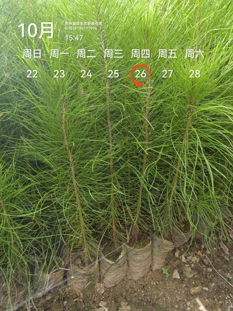 马尾松松树油松绿化树苗基地直发现挖现发质量保证