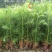 优质杉树苗速生杉木苗基地直发造林绿化园林工程批发