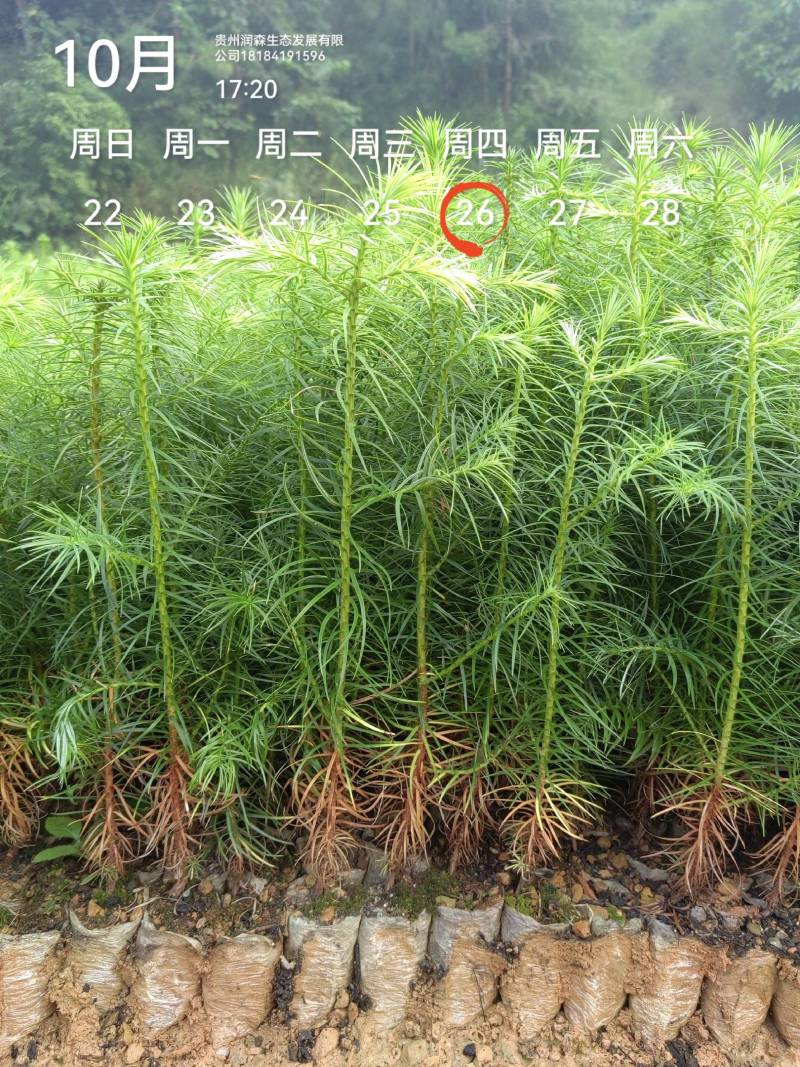 优质杉树苗速生杉木苗基地直发造林绿化园林工程批发