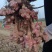 红洋姜，菊芋