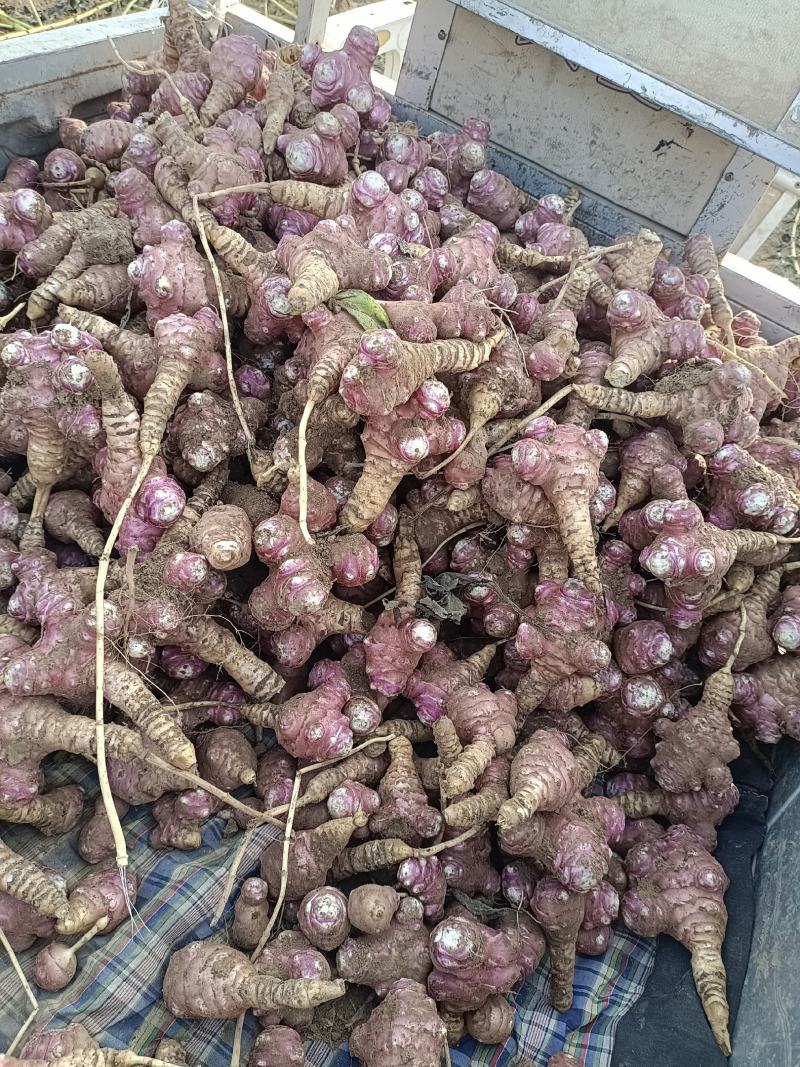 红洋姜，菊芋