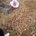 红洋姜，菊芋