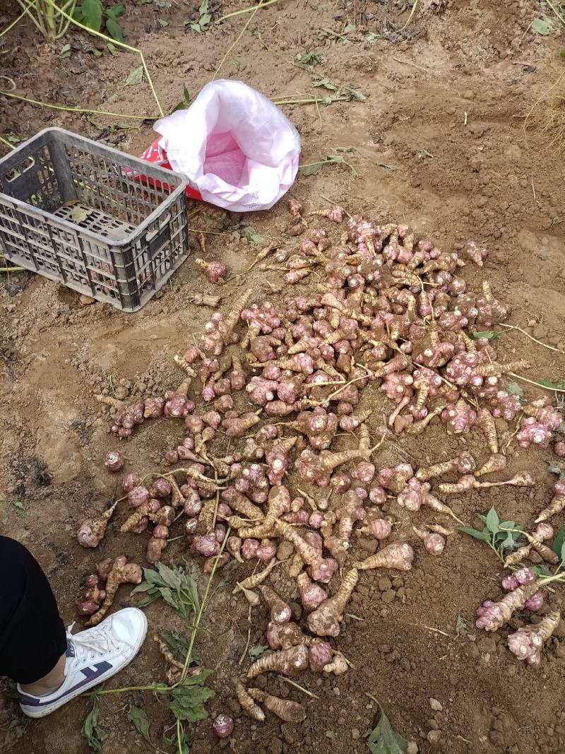 红洋姜，菊芋