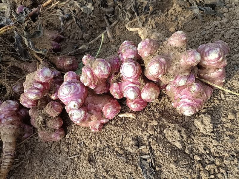 红洋姜，菊芋