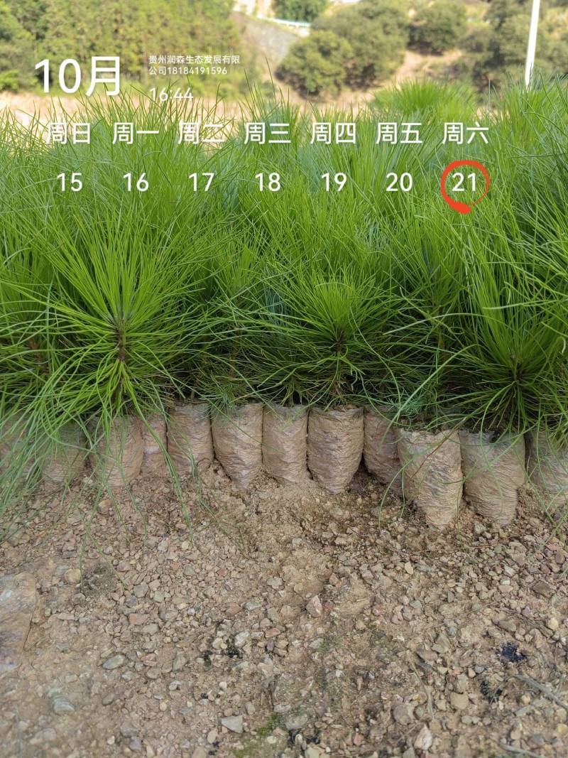 优质云南松、云南松苗、基地直发，质量保证，量大从优