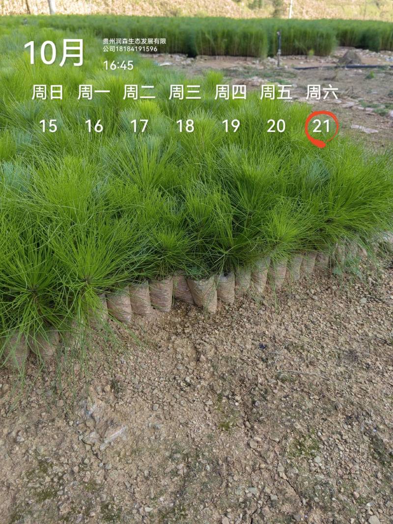 优质云南松、云南松苗、基地直发，质量保证，量大从优