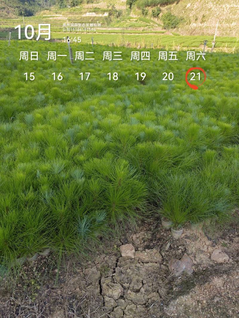 优质云南松、云南松苗、基地直发，质量保证，量大从优