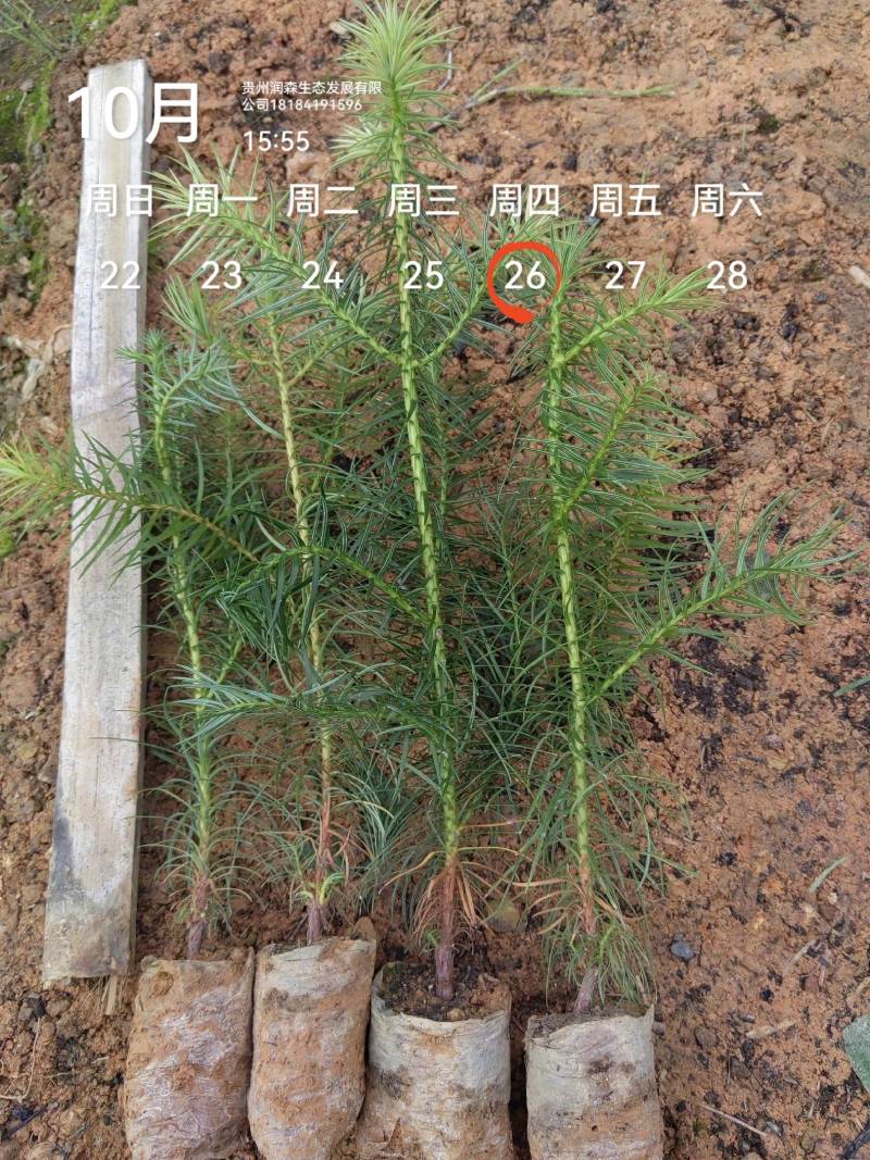 速生杉木苗优质杉树苗刺杉苗一手货源自产自销欢迎考察