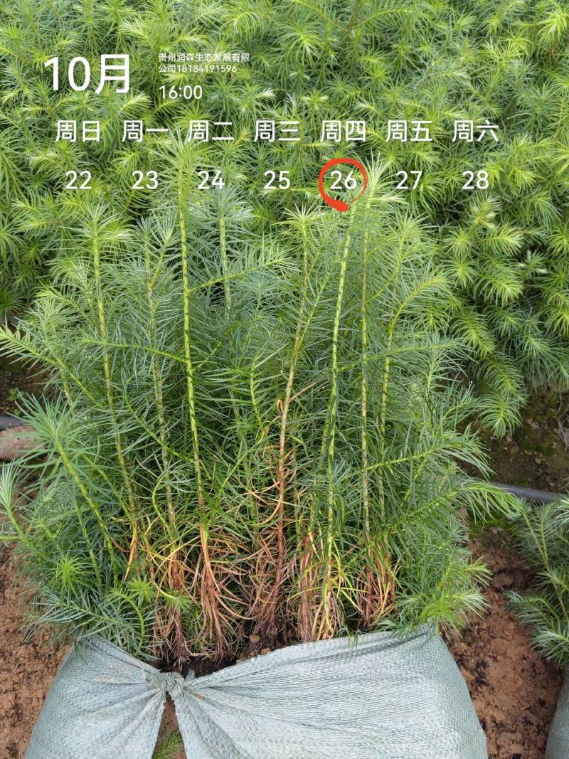 速生杉木苗优质杉树苗刺杉苗一手货源自产自销欢迎考察