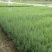 藏柏苗柏树袋苗基地直发一手货源量大从优