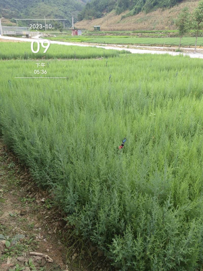 藏柏苗柏树袋苗基地直发一手货源量大从优