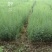藏柏苗柏树袋苗基地直发一手货源量大从优