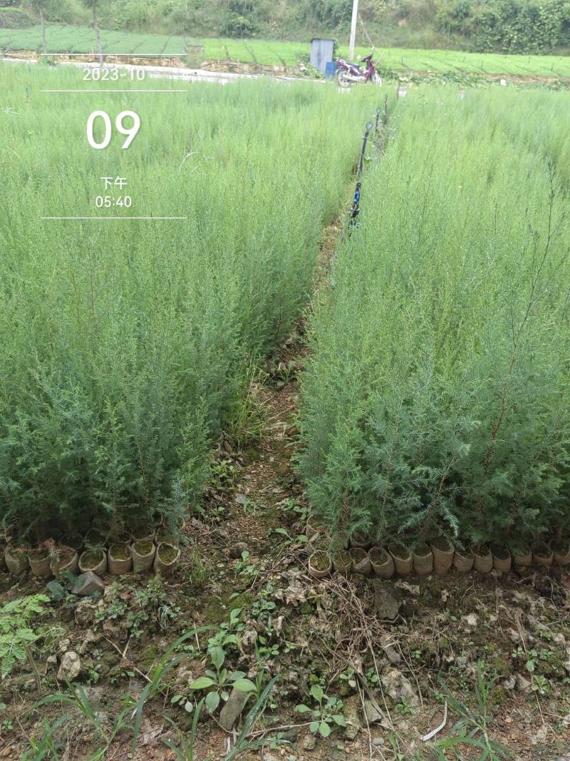 藏柏苗柏树袋苗基地直发一手货源量大从优