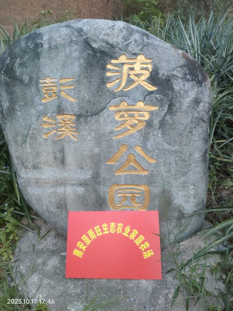 菠萝批发福建