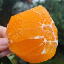 爱媛果冻橙大量有货，薄皮多汁，原生态果，有需要的老板