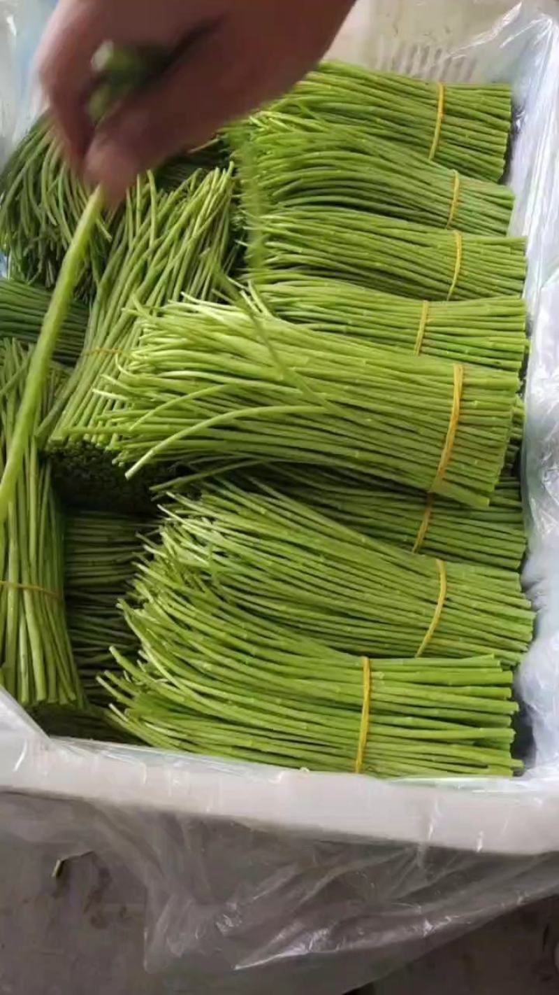 精品芦蒿