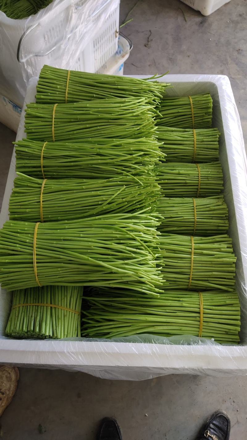 精品芦蒿