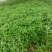 精品芦蒿