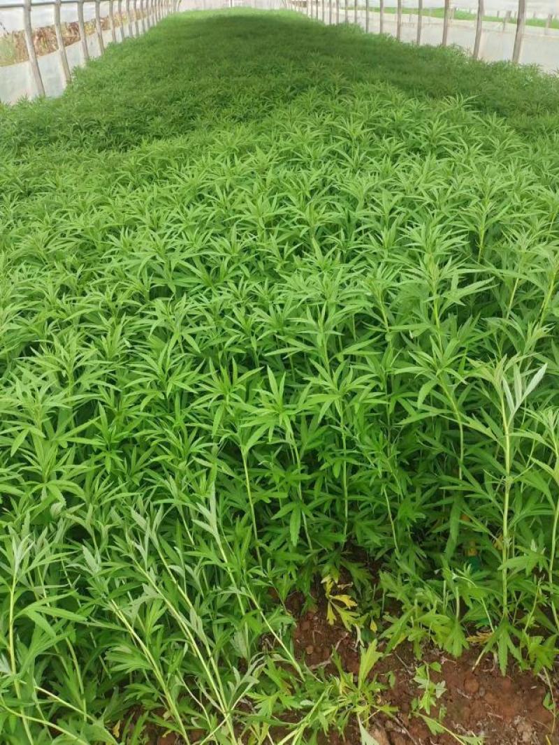 精品芦蒿