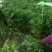 场地种植