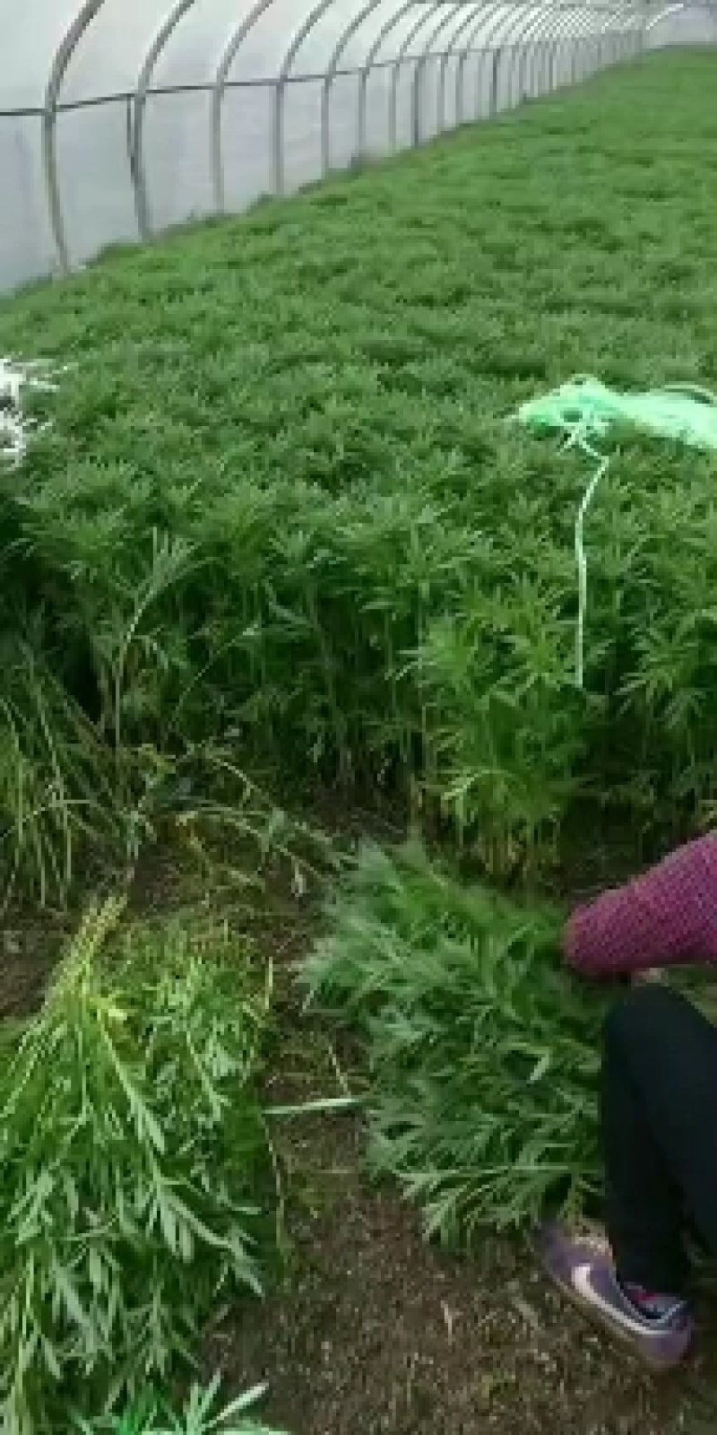 场地种植