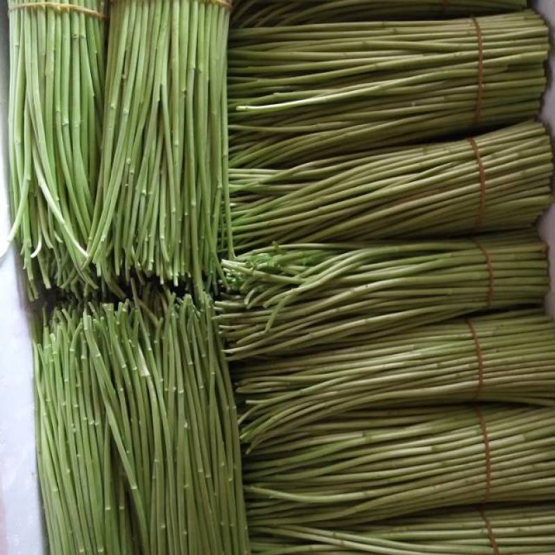 场地种植