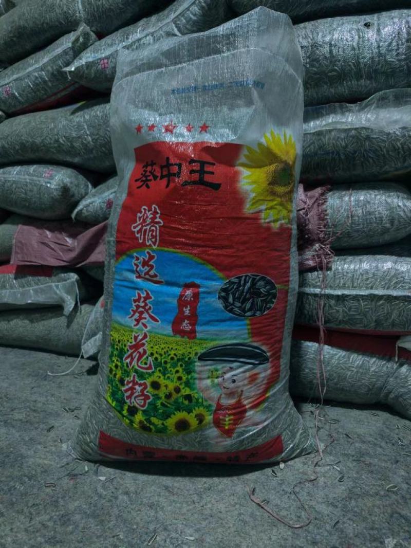 【牛商推荐】河北生瓜子同辉18颗粒饱满产地直发可视频看货