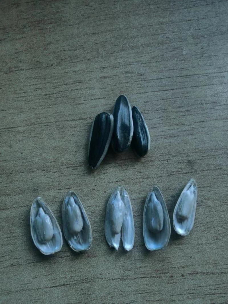 【牛商推荐】河北生瓜子同辉18颗粒饱满产地直发可视频看货