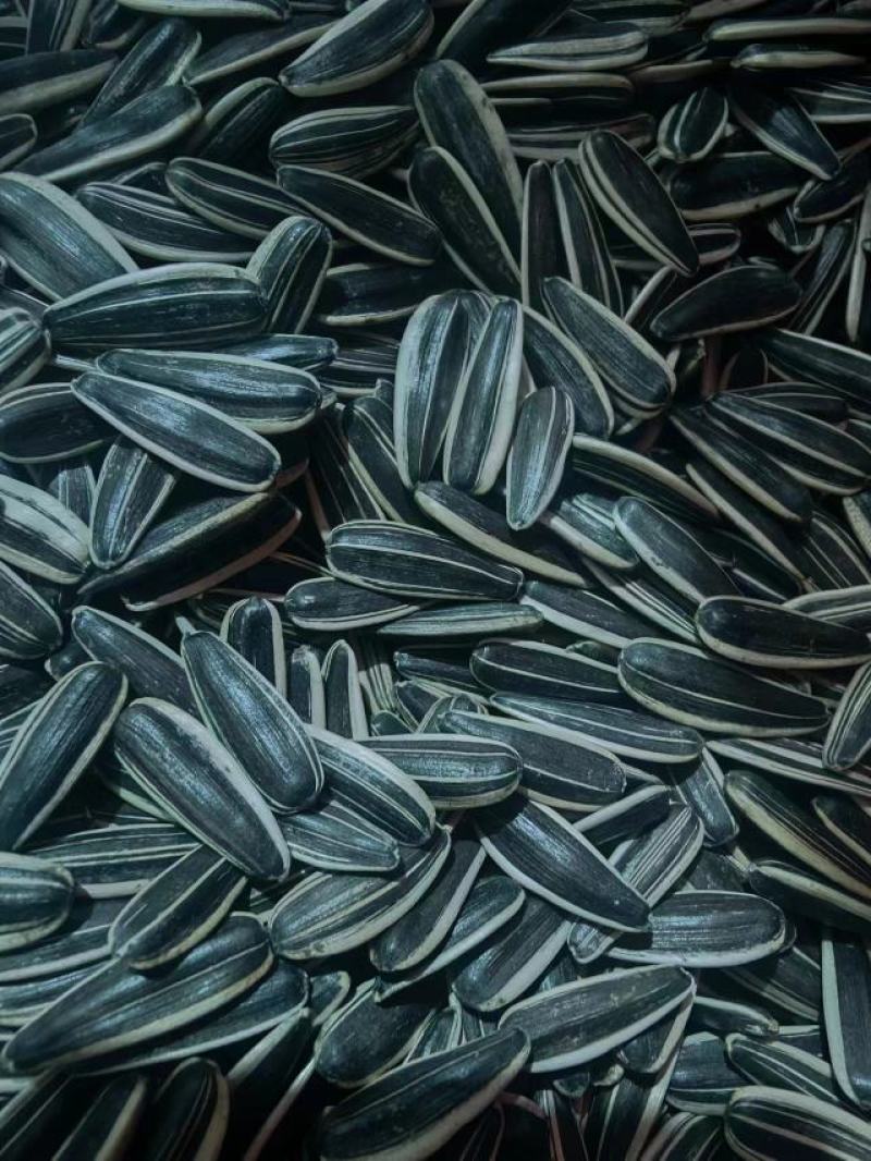 【牛商推荐】河北生瓜子同辉18颗粒饱满产地直发可视频看货
