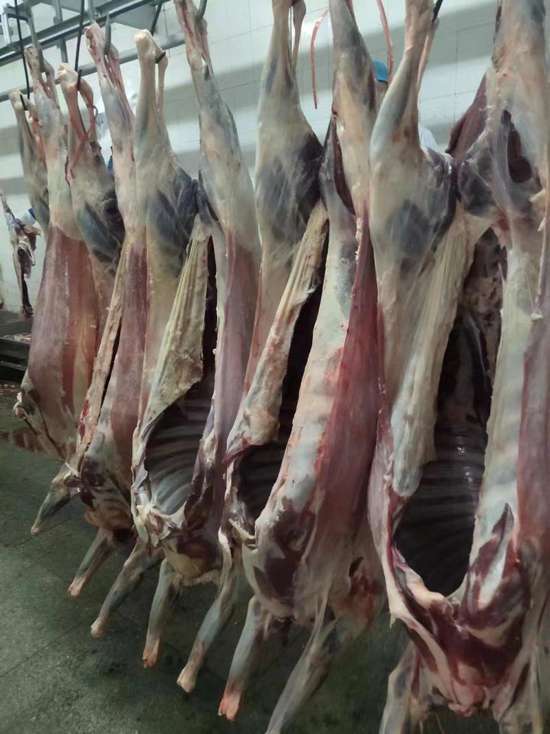 内蒙古锡林郭勒草原大羊白条，新鲜屠宰，没有膻味的羊肉。