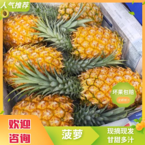 【精品徐闻菠萝】精品好货菠萝，对接批发商，批发市场，质量保证