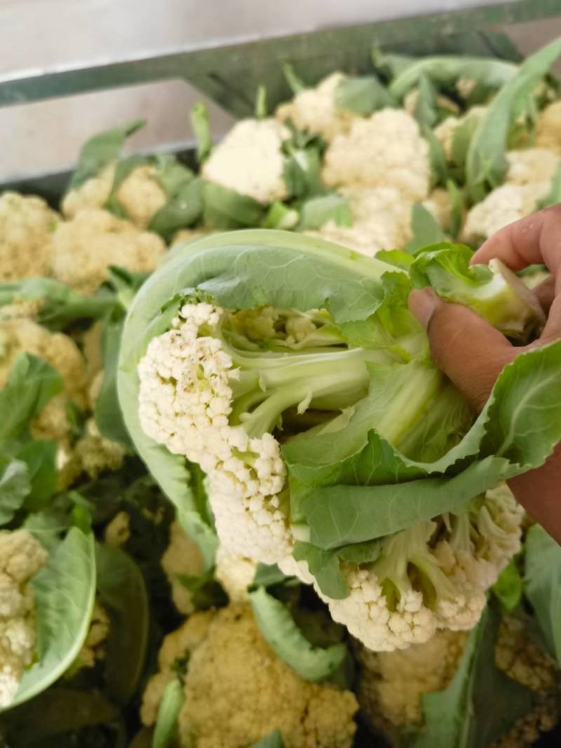 精品花菜棵大饱满湖北花菜产地直发货源充足量大从优