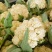 精品花菜棵大饱满湖北花菜产地直发货源充足量大从优