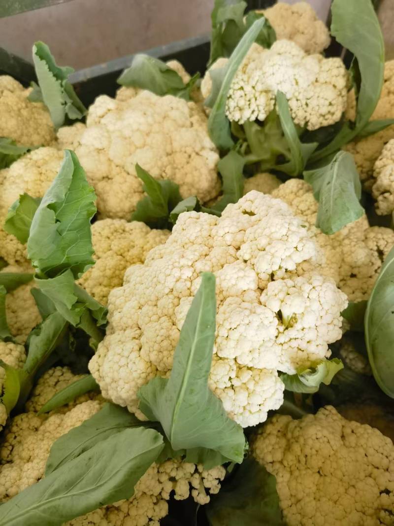 精品花菜棵大饱满湖北花菜产地直发货源充足量大从优