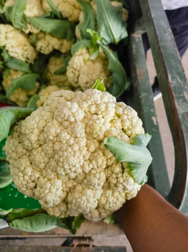 精品花菜棵大饱满湖北花菜产地直发货源充足量大从优