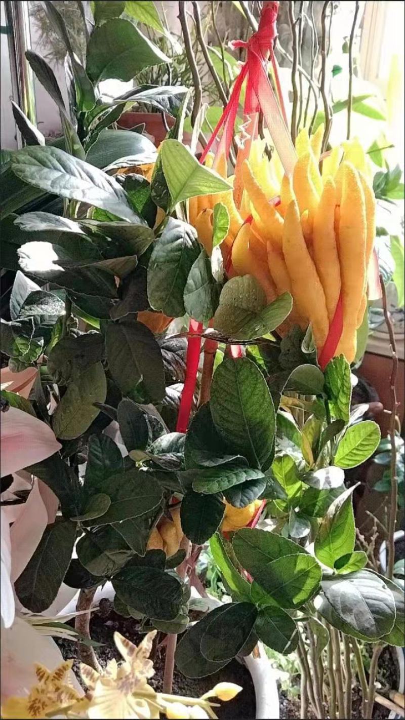 室内盆景金佛手柠檬果树苗观果植物可食用佛手