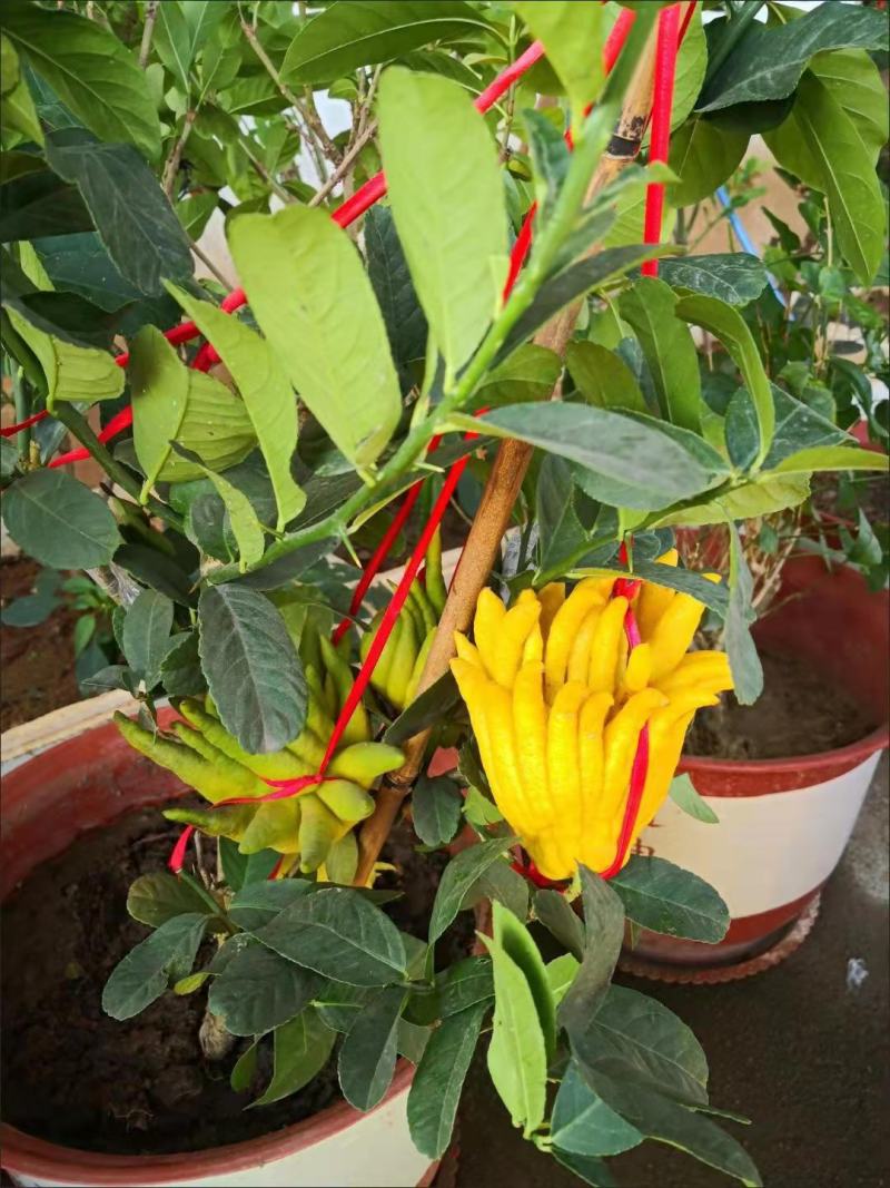 室内盆景金佛手柠檬果树苗观果植物可食用佛手