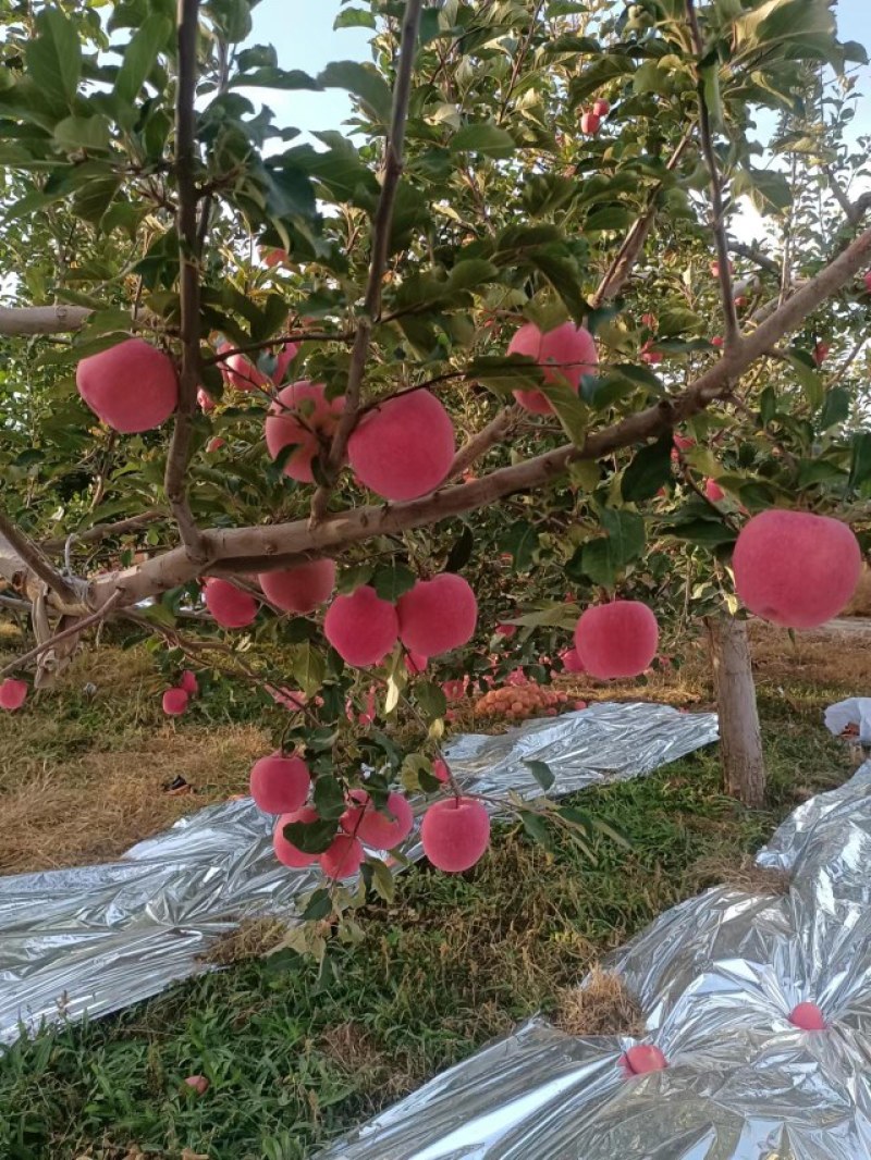 陕西纸加膜红富士苹果价格，红富士苹果批发