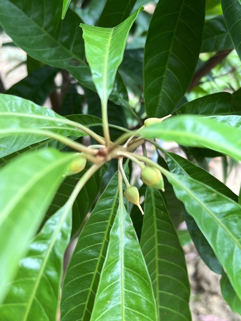 正品AL罗斯果苗带榴莲香味多季抗寒易管理