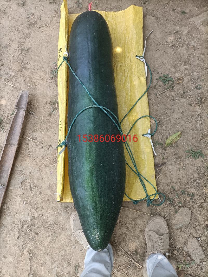 黑皮铁心冬瓜