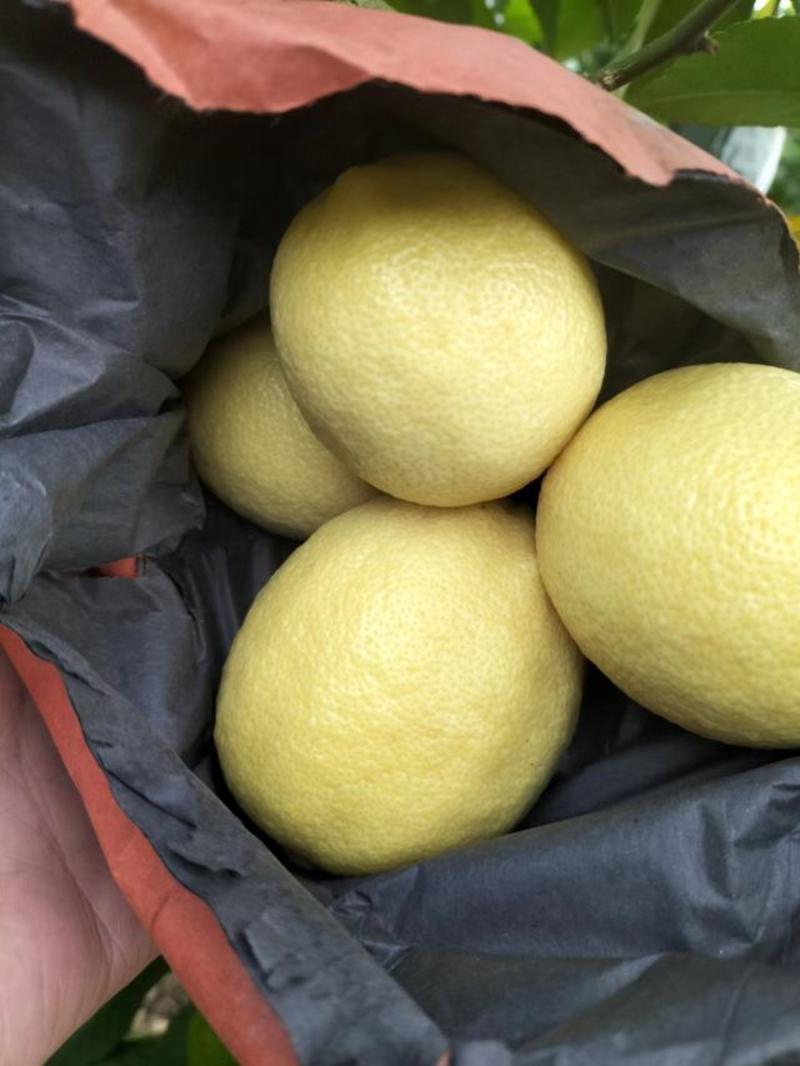 优选安岳黄柠檬，产地直供，品质优，货量大欢迎咨询