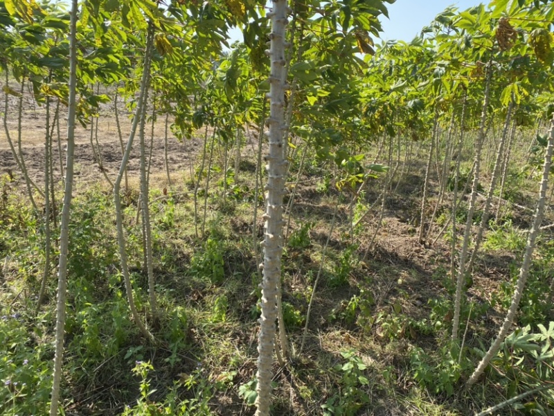 食用面包木薯