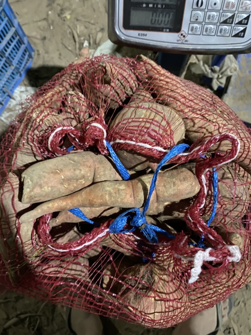 养殖红薯酿酒红薯喂猪喂鸡喂鸭红薯养牛羊红薯