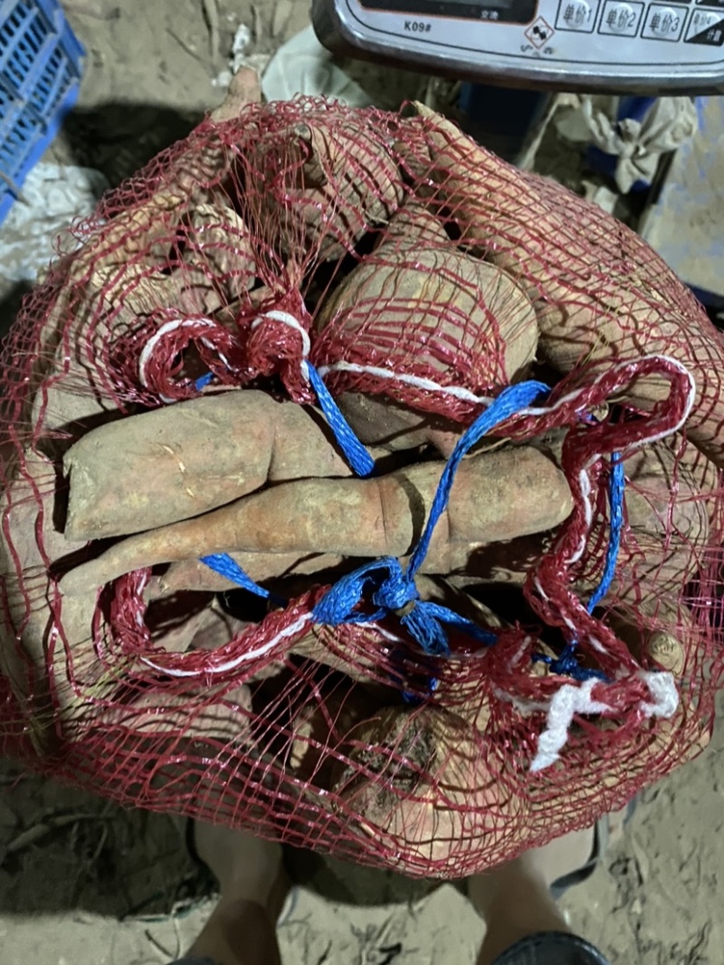 养殖红薯酿酒红薯喂猪喂鸡喂鸭红薯养牛羊红薯