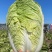 浙江白菜黄心白菜一手货源货源充足全国代发欢迎致电