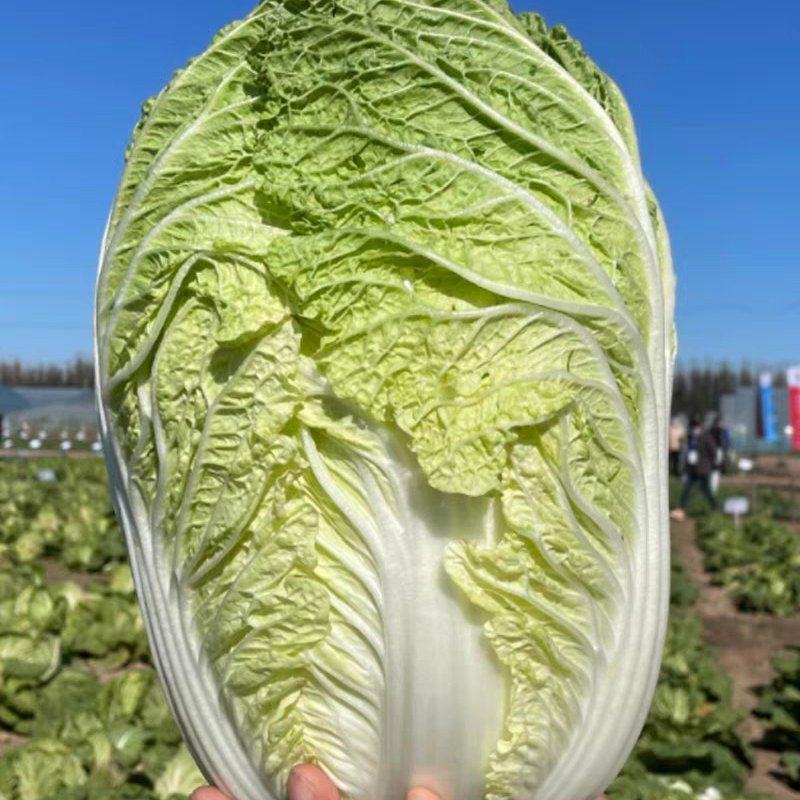浙江白菜黄心白菜一手货源货源充足全国代发欢迎致电