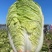 浙江白菜黄心白菜一手货源货源充足全国代发欢迎致电