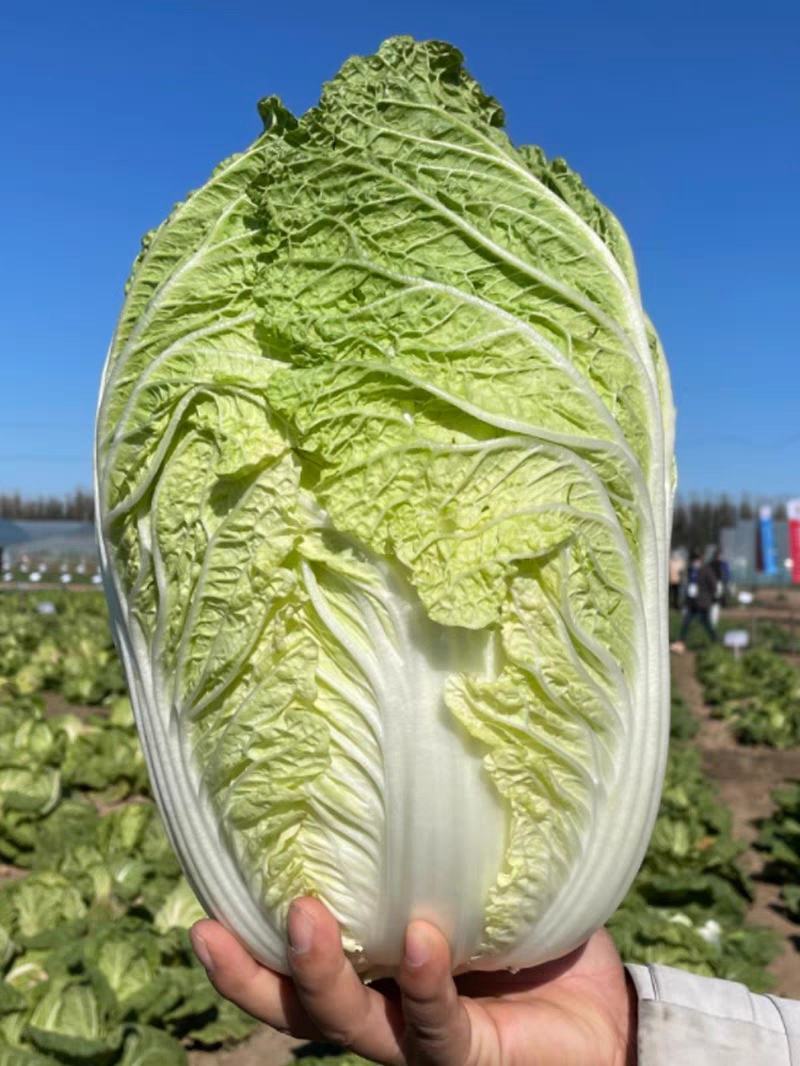 浙江白菜黄心白菜一手货源货源充足全国代发欢迎致电