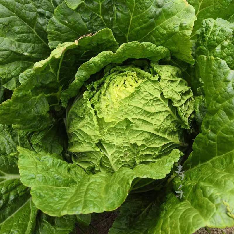 浙江白菜黄心白菜一手货源货源充足全国代发欢迎致电